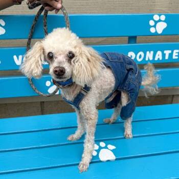 Poodle and Mixed Breed Dogs Available for Adoption in Long Beach, California - CHEDDAR | PetCurious
