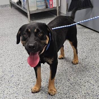 Cola -  Mixed Breed Dog for Adoption in Greenville, South Carolina - Cola | PetCurious
