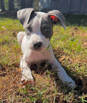 Dustin -  Mixed Breed Dog for Adoption in Berwick, Maine - Dustin | PetCurious