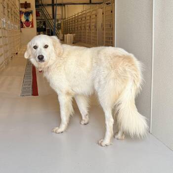Snow -  Golden Retriever Dog for Adoption in Chicago, Illinois - Snow | PetCurious