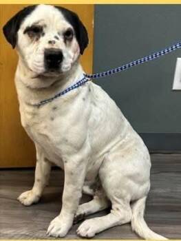 Mixed Breed Dogs Available for Adoption - Bratwurst | PetCurious