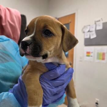 Mixed Breed Dogs Available for Adoption in Charleston, West Virginia - Elspeth | PetCurious