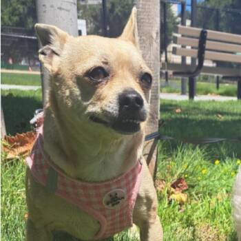 Lisa Simpson 11960 -  Chihuahua Dog for Adoption in San Francisco, California - Lisa Simpson 11960 | PetCurious
