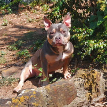 Rescue Pit Bull Terrier Dogs for Adoption in Dallas, Texas - Truman | PetCurious