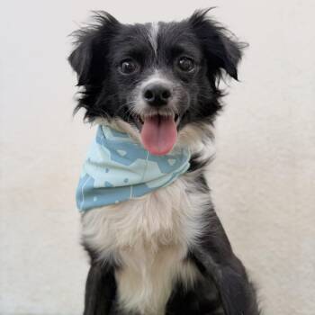 FLINT -  Papillon and Collie Dog for Adoption in San Diego, California - FLINT | PetCurious