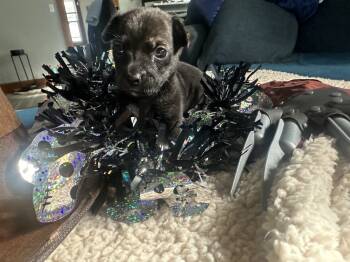 Rescue Mixed Breed Dogs for Adoption in Union Grove, Wisconsin - Krueger | PetCurious