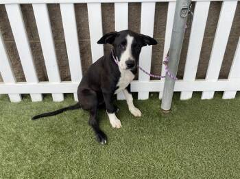 Border Collie and Mixed Breed Dogs Available for Adoption in Modesto, California - BOY | PetCurious