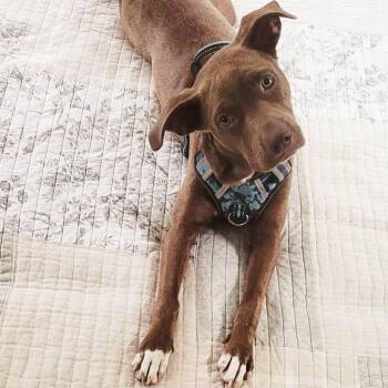 Rescue Labrador Retriever and Mixed Breed Dogs for Adoption in Blairstown, New Jersey - Chloe | PetCurious