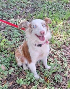 Lassie-Mae WA14574-T -  Australian Shepherd and Shetland Sheepdog Sheltie Dog for Adoption in Missouri City, Texas - Lassie-Mae WA14574-T | PetCurious