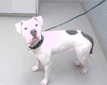 BEAN -  Boxer and Mixed Breed Dog for Adoption in Omaha, Nebraska - BEAN | PetCurious