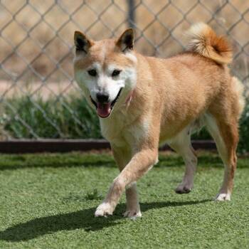 Smiley (MR26-336) -  Shiba Inu Dog for Adoption in Peyton, Colorado - Smiley (MR26-336) | PetCurious