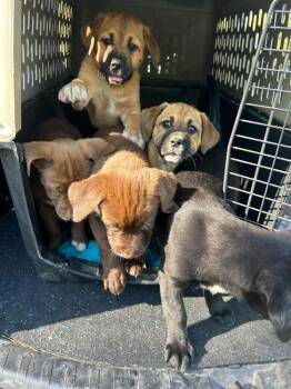 Labrador Retriever Dogs Available for Adoption in Aurora, Indiana - Coco Pups : Corrie | PetCurious