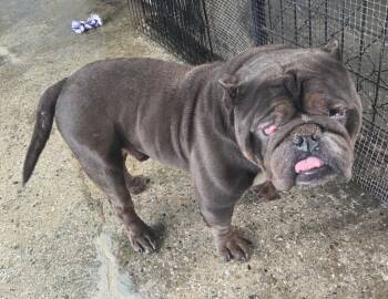 English Bulldog Dogs Available for Adoption - Beefaroni | PetCurious