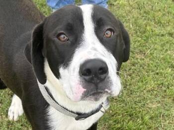 Mixed Breed Dogs Available for Adoption in Georgetown, Texas - Copper | PetCurious