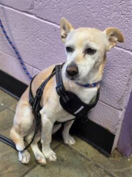 61602318 -  Mixed Breed Dog for Adoption in El Paso, Texas - 61602318 | PetCurious