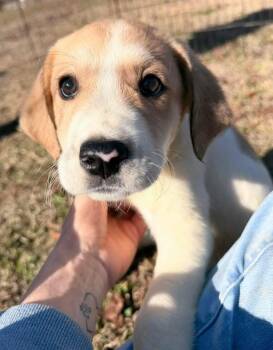 Australian Shepherd Dogs Available for Adoption - Luka | PetCurious