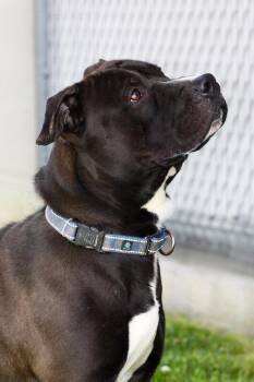 Pit Bull Terrier Dogs Available for Adoption - Greeley | PetCurious