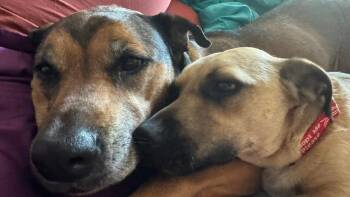 Scrappy -  Terrier and Dachshund Dog for Adoption in Minneapolis, Minnesota - Scrappy | PetCurious