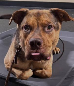 Max -  Bull Terrier Dog for Adoption in Glen Rock, New Jersey - Max | PetCurious