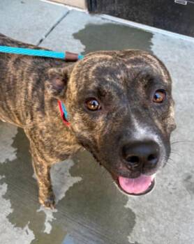 Nixie -  Mountain Cur Dog for Adoption in Hoffman Estates, Illinois - Nixie | PetCurious