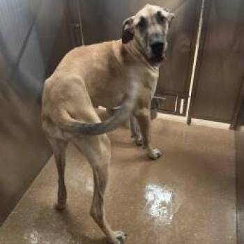 Great Dane Dogs Available for Adoption in Allen, Texas - Santa | PetCurious