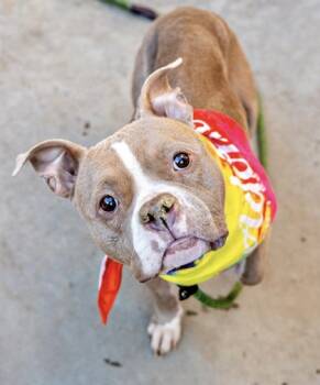 Rescue Mixed Breed Dogs for Adoption in Chamblee, Georgia - Kenza - IN FOSTER | PetCurious