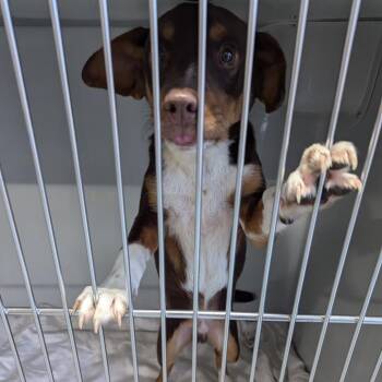Greg -  Beagle and Chihuahua Dog for Adoption in Charlottesville, Virginia - Greg | PetCurious