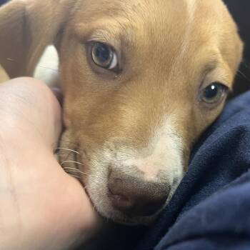 Thelma -  Labrador Retriever and Mixed Breed Dog for Adoption in Gainesville, Georgia - Thelma | PetCurious