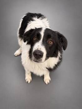Bentley -  Great Pyrenees and Mixed Breed Dog for Adoption in Bowling Green, Kentucky - Bentley | PetCurious
