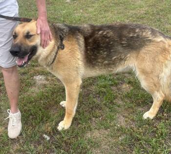 German Shepherd Dog Dogs Available for Adoption in Charlottesville, Virginia - King 3 Year Old Sweet And Sensitive And Loyal Boy | PetCurious