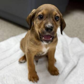 Kona -  English Springer Spaniel and Labrador Retriever Dog Available for Adoption in Fullerton, Pennsylvania - Kona | PetCurious