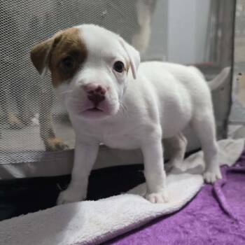 Morgen -  Mixed Breed Dog for Adoption in Olathe, Kansas - Morgen | PetCurious