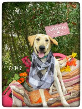 Eevee -  Yellow Labrador Retriever Dog for Adoption in Sebring, Florida - Eevee | PetCurious
