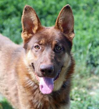 Darren (AO36684) -  German Shepherd Dog Dog for Adoption in Kansas City, Kansas - Darren (AO36684) | PetCurious