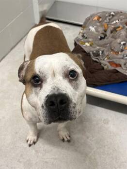 Pit Bull Terrier and Mixed Breed Dogs Available for Adoption in Minneapolis, Minnesota - BUCKET | PetCurious