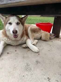 HAZEL -  Husky Dog for Adoption in San Antonio, Texas - HAZEL | PetCurious