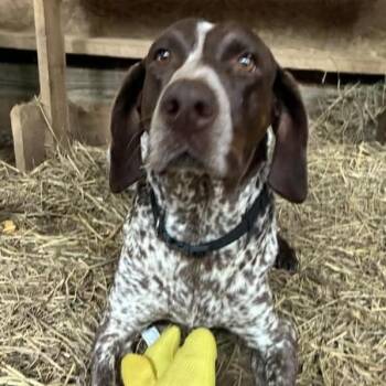 German Shorthaired Pointer Dogs Available for Adoption in Andover, Massachusetts - Mary | PetCurious