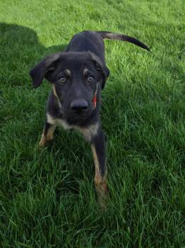 German Shepherd Dog Dogs Available for Adoption in New London, Wisconsin - Dallas | PetCurious