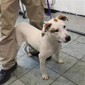 Laney -  Pit Bull Terrier and Mixed Breed Dog Available for Adoption in Brock, Texas - Laney | PetCurious