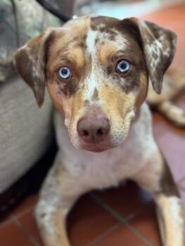 Rescue Catahoula Leopard Dog Dogs for Adoption in Long Beach, New York - Mirabelle | PetCurious