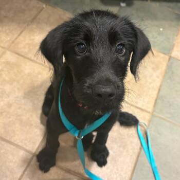 Missy Mae -  Mixed Breed Dog for Adoption in Chattanooga, Tennessee - Missy Mae | PetCurious