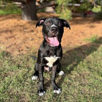 Dublin--In Foster -  Pit Bull Terrier and Mixed Breed Dog for Adoption in Fargo, North Dakota - Dublin--In Foster | PetCurious