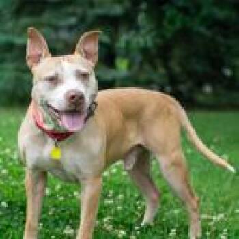 Bruce -  Pit Bull Terrier Dog for Adoption in Hilliard, Ohio - Bruce | PetCurious