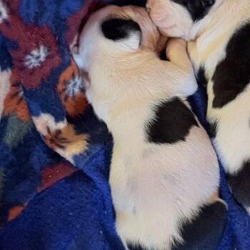 English Bulldog Dogs Available for Adoption in Riverside, California - Darla | PetCurious