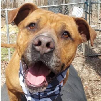 Johnny (20260923-01) -  Boxer Dog for Adoption in Niagara Falls, Ontario - Johnny (20260923-01) | PetCurious