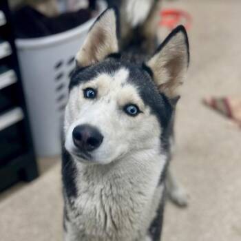 Rescue Husky Dogs for Adoption in Prince Frederick, Maryland - Kaiju | PetCurious