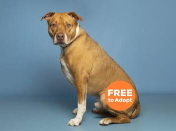 Pit Bull Terrier and Mixed Breed Dogs Available for Adoption - BRUNO | PetCurious