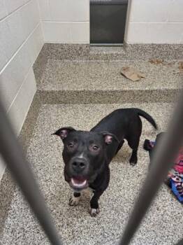 Harold -  Pit Bull Terrier and Mixed Breed Dog for Adoption in Westland, Michigan - Harold | PetCurious