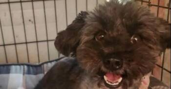 Pucca -  Poodle and Shih Tzu Dog for Adoption in Durango, Colorado - Pucca | PetCurious