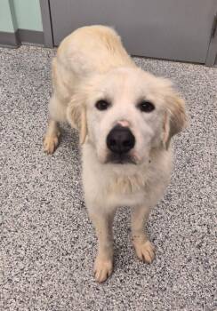 Terrier Dogs Available for Adoption - Ladybug | PetCurious